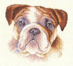 (image for) English Bulldog